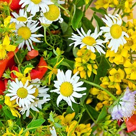 Dryland Wildflower Mix - 4 g Packet ~6800 Seeds - Wild Flower Garden Seed Mixture - Dry & Sunny Areas: Gloriosa Daisy, Plains Coreopsis, Coneflower, More