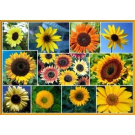 Southeast Seeds Beautiful Variety Sunflower Mix, 7 Species, Sunny Sunflowers, FREE SHIPPING - Approx 50 Seeds or 1/4 OZ