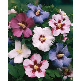 Rose of Sharon Hibiscus 30+Rose of Sharon (Hibiscus Syriacus) Flower Fresh Seeds . Mixed Colors