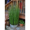 10 x Horsetail Plants for Koi Pond Bamboo Looking Exot