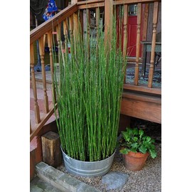 10 x Horsetail Plants for Koi Pond Bamboo Looking Exot