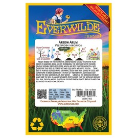 Everwilde Farms - 10 Arrow Arum Native Wildflower Seeds - Gold Vault Jumbo Seed Packet