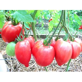 FUN AND GROW SEEDS: Seeds Pink Bull's Heart Tomato Indeterminate Non GMO Heirloom