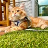 Travel Cat Harness and Leash Set - Adjustable Fit Mesh