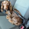 DOGGIE DESIGN Seat Belt Strap Dog Car Leash