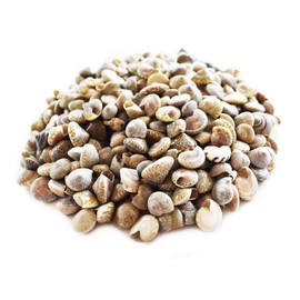 Bulk 8 oz (700-800) Black Umbonium Mini Shells (1/4" - 1/2") Crafts Seashells Button Shells Beach Crafts Coastal Cottage Vase Filling