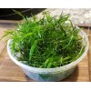 Guppy Grass – Floating Aquarium Plant – Buy 2 Get