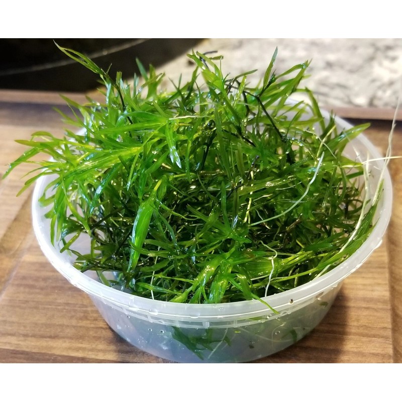 Guppy Grass – Floating Aquarium Plant – Buy 2 Get