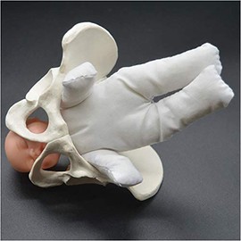 Spotimlody Female Pelvis Childbirth Model - Mini Female Pelvis&baby Model - Fetus/umbilical Cord/placenta-Childbirth Simulator Female Pelvis and Baby Model for Study Display Teaching Medical Model
