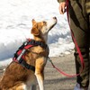 Demigreat Service Dog Harness, Reflective Dog Vest Harness with 5