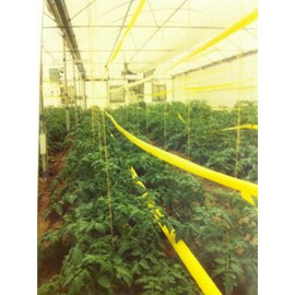 Olson Products Inc. Yellow Sticky Roll 2 Inch Wide by 530 Feet Long