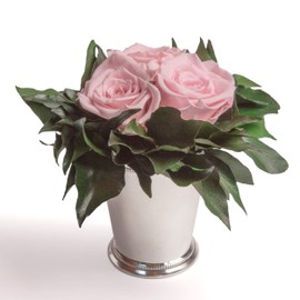 ROSEMARIE SCHULZ Heidelberg Preserved Flowers in Silver Cup 3 Infinity Roses Preserved Long Lasting Flower (Pink, 3 Roses)