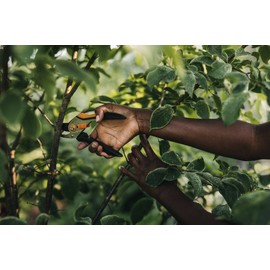 Fiskars Bypass Secateurs for Fresh Branches and Branches, Non-Stick, Steel Blades/Steel Handles, Black/Orange, Solid, P331, 1057163