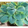 Vulcan Hosta - Shade Plant 24" Tall
