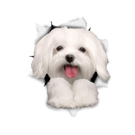 Winston & Bear 3D Dog Stickers - 2 Pack - Cute Maltese Dog Decals for Wall, Fridge, Toilet and More - Retail Packaged Maltese Stickers