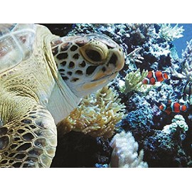 Clowning Around With A Logerhead (Doran) 550 Pc.