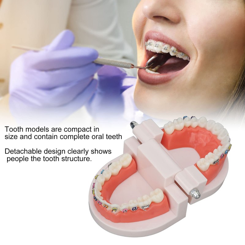 Teeth Dental Demonstration Model, Dental Typodont Tooth Model with Orthodontic