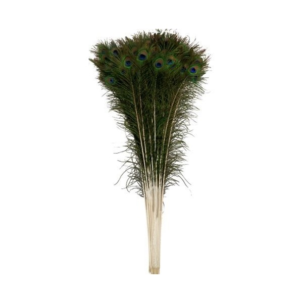 OrangeTag Natural Peacock Feathers 30-35 inches Long (20 pcs per