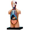 4D Vision Human Anatomy Torso Model