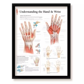 Craig Frames Understanding The Hand & Wrist Framed Medical  Information, 22x28 Wall Diagram