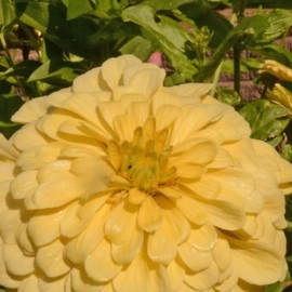 David's Garden Seeds Flower Zinnia Solid Color Isabellina 500 Non-GMO, Heirloom Seeds v