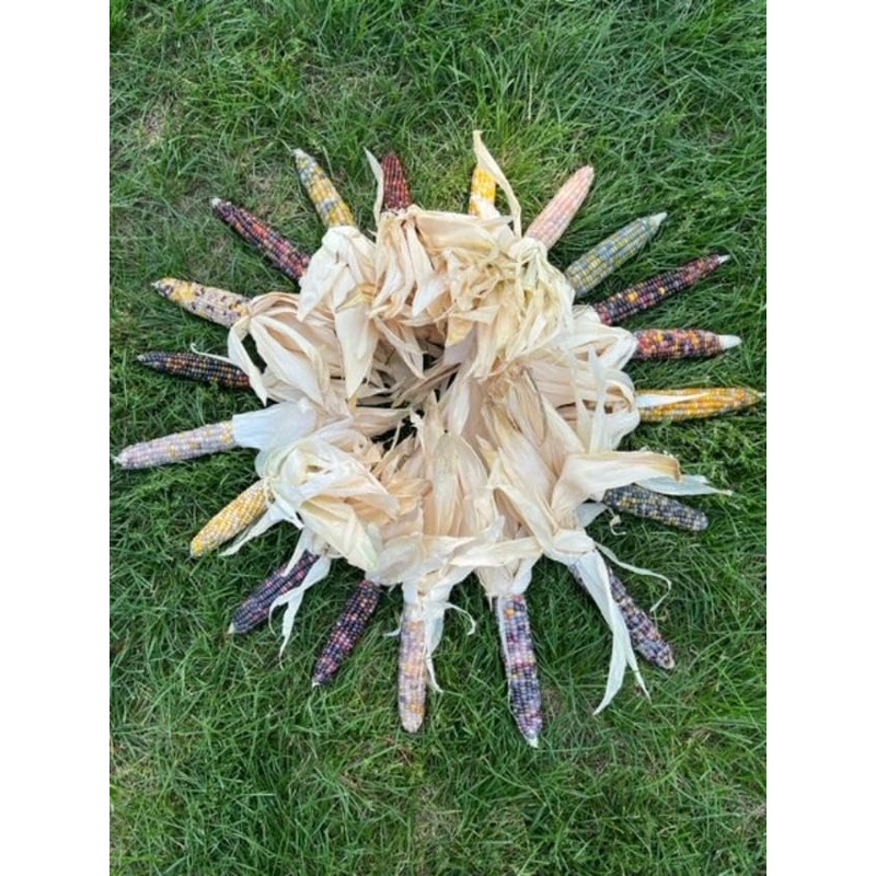 6 Dried Mini Corn with Husks - Ornamental Decorative -