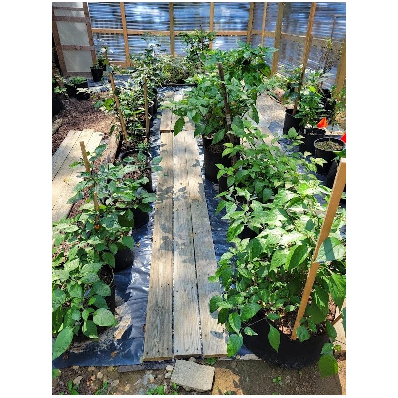 Carolina REAPER Chocolate Fire Pepper Seeds Super Hot 2.2+ Million