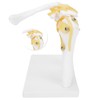 1:1 Life Size Human Anatomy Shoulder Joint Model Shoulder Blade