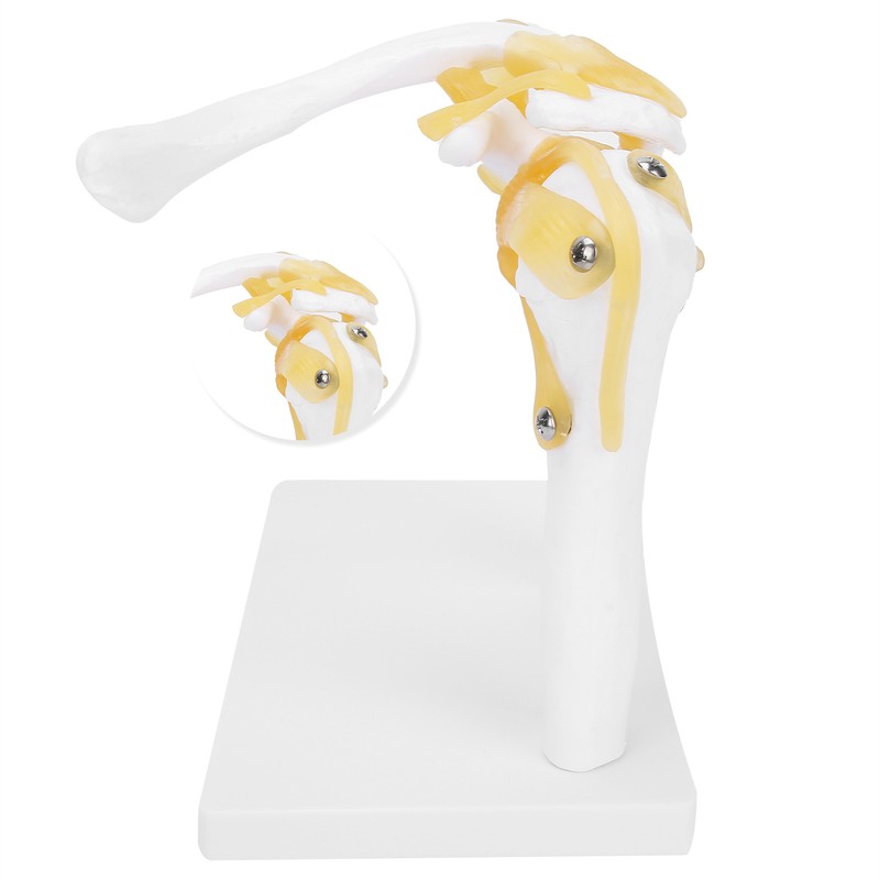 1:1 Life Size Human Anatomy Shoulder Joint Model Shoulder Blade