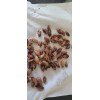 Fresh 5 seeds JUJUBE chinese dates seeds tasty ORGANIC ,fresh seeds