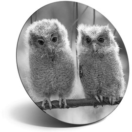 Destination Vinyl ltd Magnet for Refrigerator, Fridge BW - Cute Baby Owls Wild Nature for Office, Cabinet and Whiteboard, Magnetic Stickers, 38266