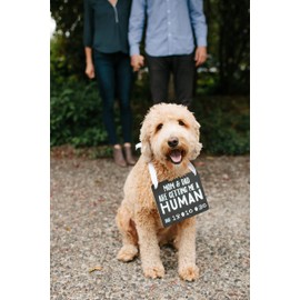 Pearhead Pet's Baby Announcement Chalkboard Photo Prop Sign, Mom & Dad are Getting Me A Human, Chalkboard Pregnancy Announcement Sign, Dog Or Cat Announcement Board