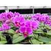 Peter's 10-30-20. 2 Pounds. Blossom Booster Water Soluble Fertilizer with