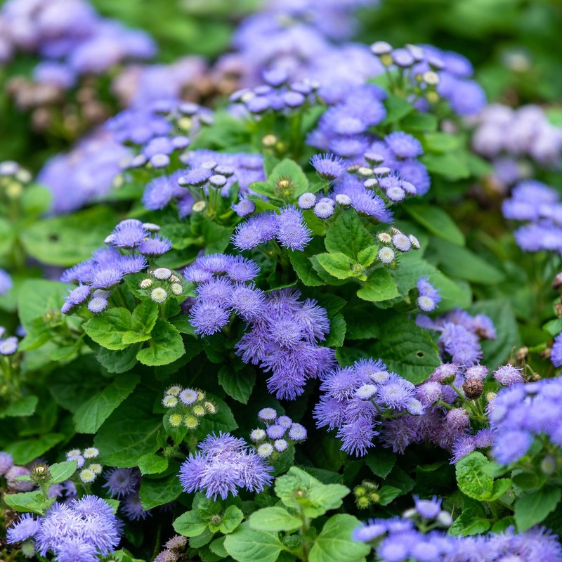 Eden Brothers Ageratum Seeds (Dwarf) - Blue Mink