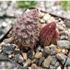 Adromischus marianae f. herrei Cacti Cactus Succulent Real Live Plant
