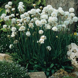 Outsidepride Armeria Alba Ground Cover Seed - 400 Seeds