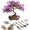 Bonsai Starter Kit – Growing Jacaranda Bonzai Tree from Seeds
