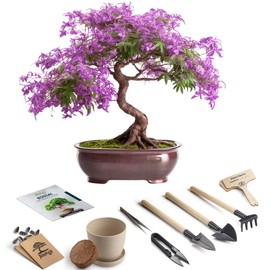 Bonsai Starter Kit – Growing Jacaranda Bonzai Tree from Seeds | Complete Indoor Tree Kit for Growing Plants with Tools & Planter – Gardening Gifts for Mother, Women & Men