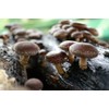 CEMEHA SEEDS - Shiitake Mushrooms Non GMO for Planting Mycelium