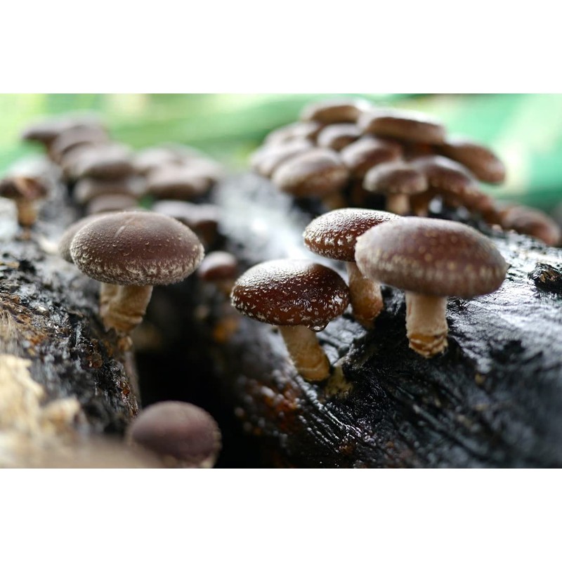 CEMEHA SEEDS - Shiitake Mushrooms Non GMO for Planting Mycelium