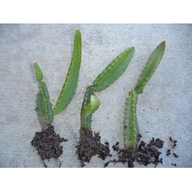 Unbranded Rooted & Sprouted Yellow Dragon Fruit Palora Variety For One Young Plant 6"-8"H