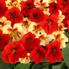 Outsidepride 50 Seeds Annual Nasturtium Strawberry Cream Cimbing Vine Flower