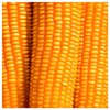 Everwilde Farms - 1 Lb Reid's Yellow Dent Open Pollinated