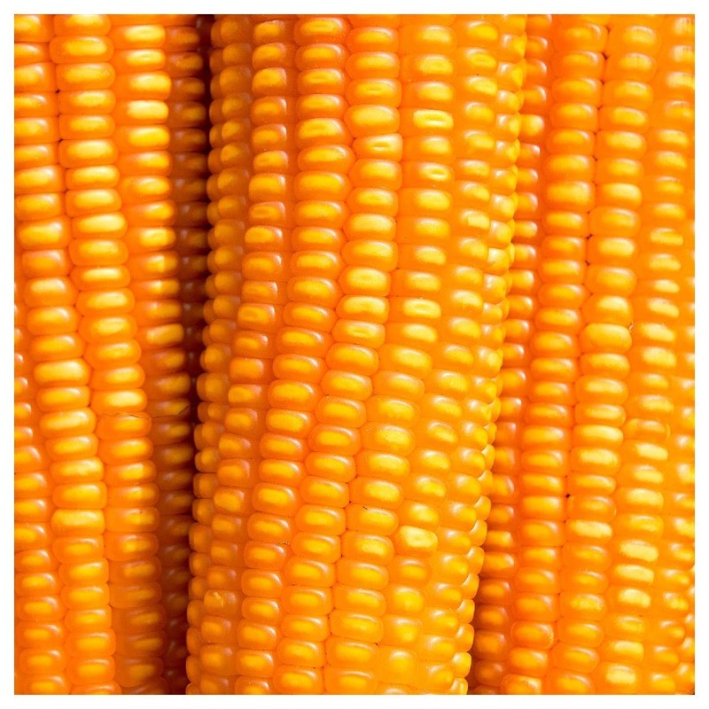 Everwilde Farms - 1 Lb Reid's Yellow Dent Open Pollinated
