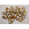 Generic 40pc Gold Mouth TURBOS Whole Seashell Craft Supplies, Sailors