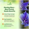Outsidepride Blue Picotee Morning Glory Seeds - 100 Pcs. Annual,