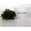 AQUARIUM PLANTS DISCOUNTS Java Moss Portion in 4 Oz Cup