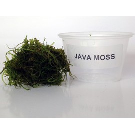 AQUARIUM PLANTS DISCOUNTS Java Moss Portion in 4 Oz Cup - Easy Live Fresh Water Aquarium Plants