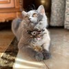 PetSoKoo Bowtie Cat Collar With Bell Bowknot With Cute Cat