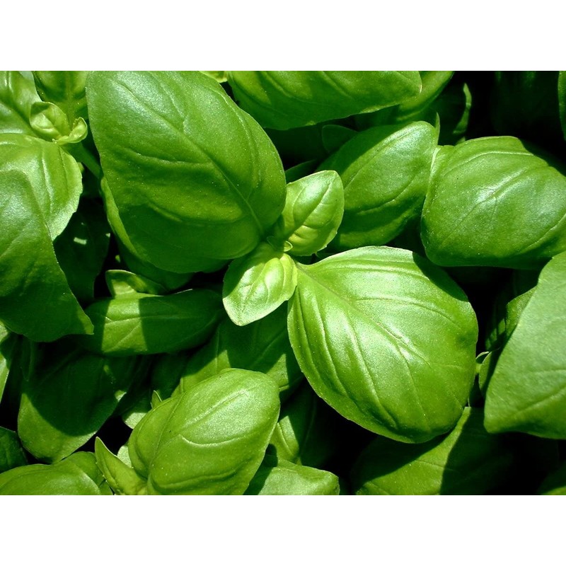 Giant Basil about 100 Seeds for Planting Non-GMO